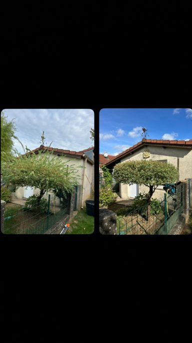Taille d'un saule crevette